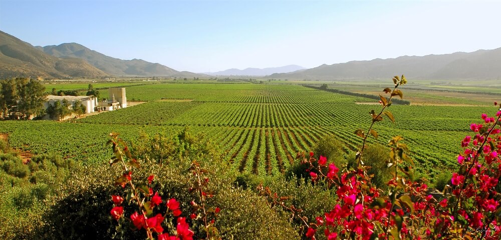 ¡Un viaje por las Zonas Vitivinícolas de México!
